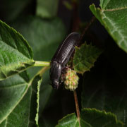 alergias-picaduras-insectos