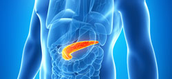 pancreas