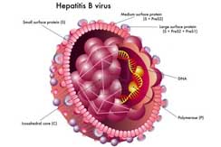 Hepatitis int