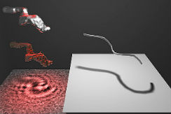 Modelo 3-D de malaria. Rowland Institute, Harvard