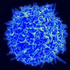 Micrografía de linfocito T