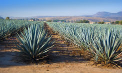 agave