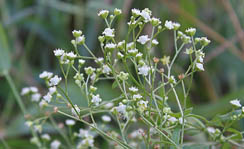 I- UNAM-PLANTAS-ANTICANCERIGENAS