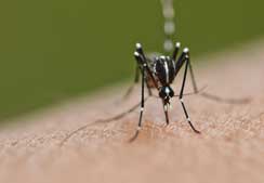 i-fiebre-Chikungunya-mosquito