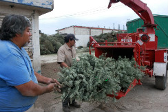 arboles navidad composta-I