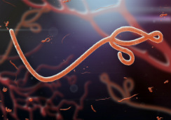 ebola1-I