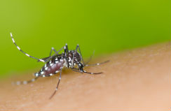 chikungunya-I