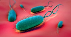 h. pylori.2