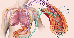 Tu diabetes debes cuidar, porque tus órganos puedes dañar.2