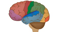 corteza cerebral.2