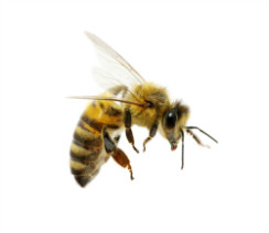 Veneno de abeja