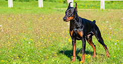 doberman-2