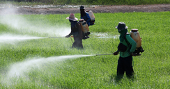 Pesticidas