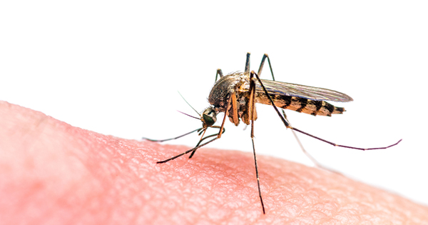 mosquito-zika