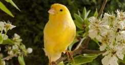 Canario