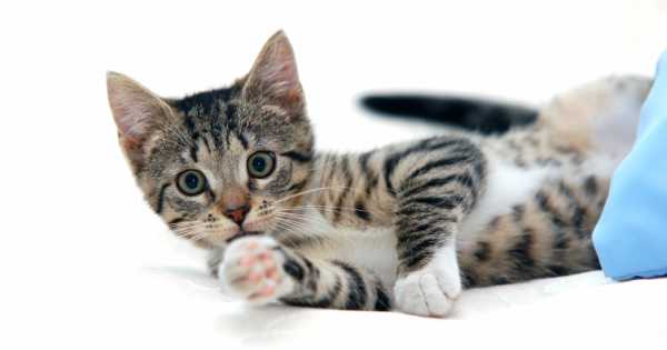 Los gatos, ¿de verdad transmiten tantas enfermedades como se cree? - ClikiSalud.net | Fundación Carlos Slim