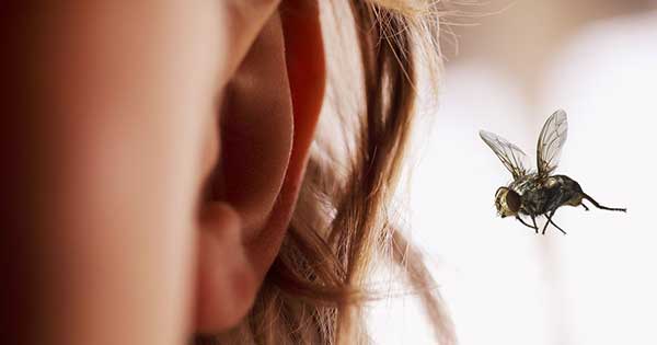 Qué hacer si un insecto ingresa a tu oído?