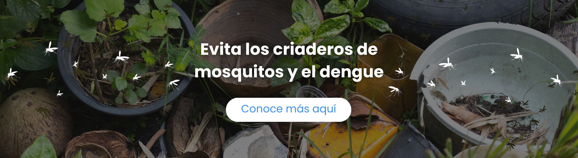 Dengue y mosquitos